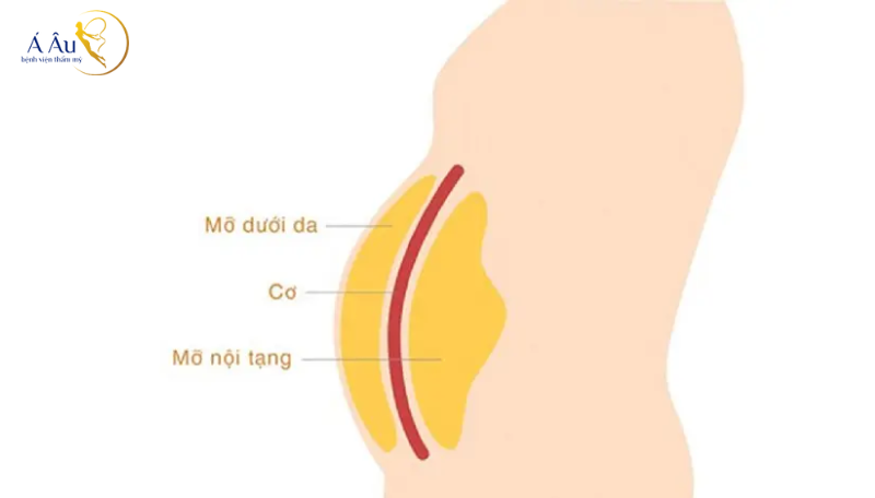 Phân loại mỡ trong cơ thể